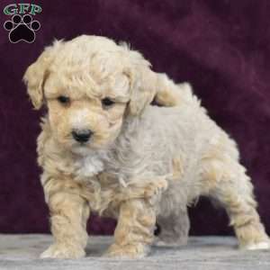 George, Bich-Poo Puppy